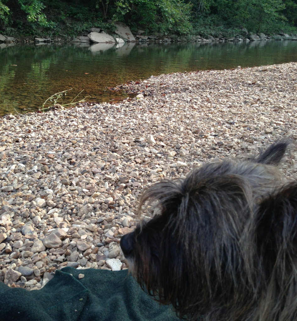 Veterinarian in Harrison Budget Vet Services Affordable Animal Hospital